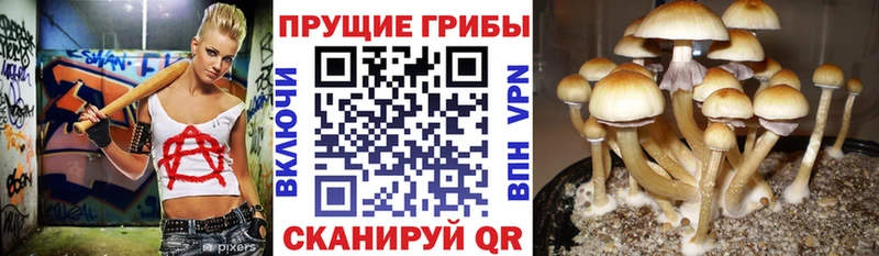 Галлюциногенные грибы Cubensis  Пикалёво 